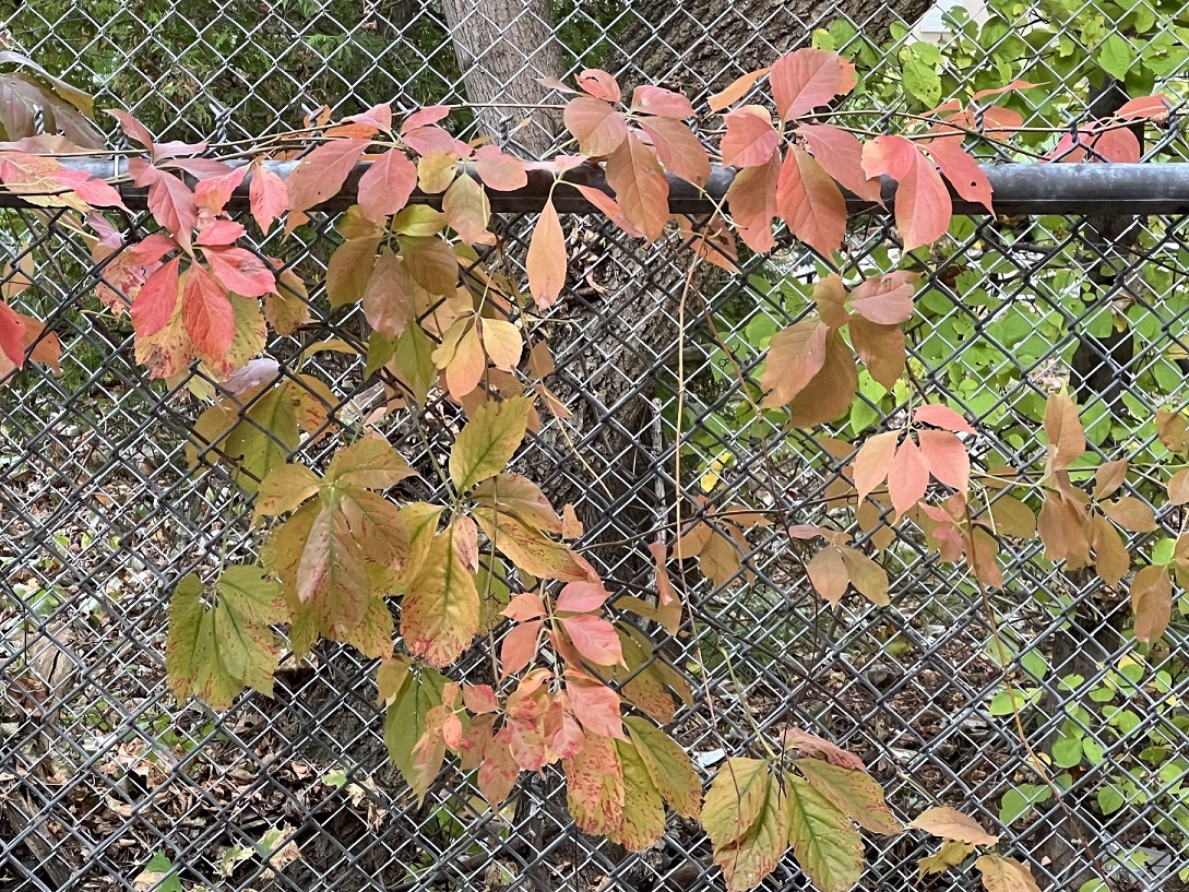 End of October, the last of colors