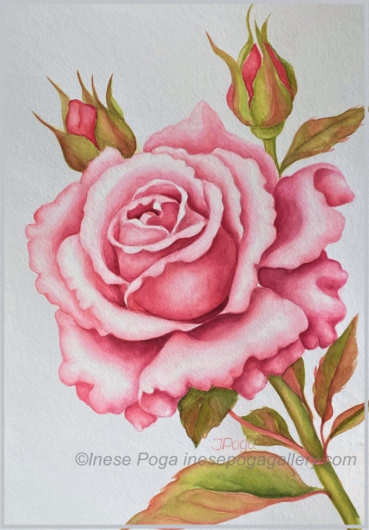 Pink rose, watercolor painting
