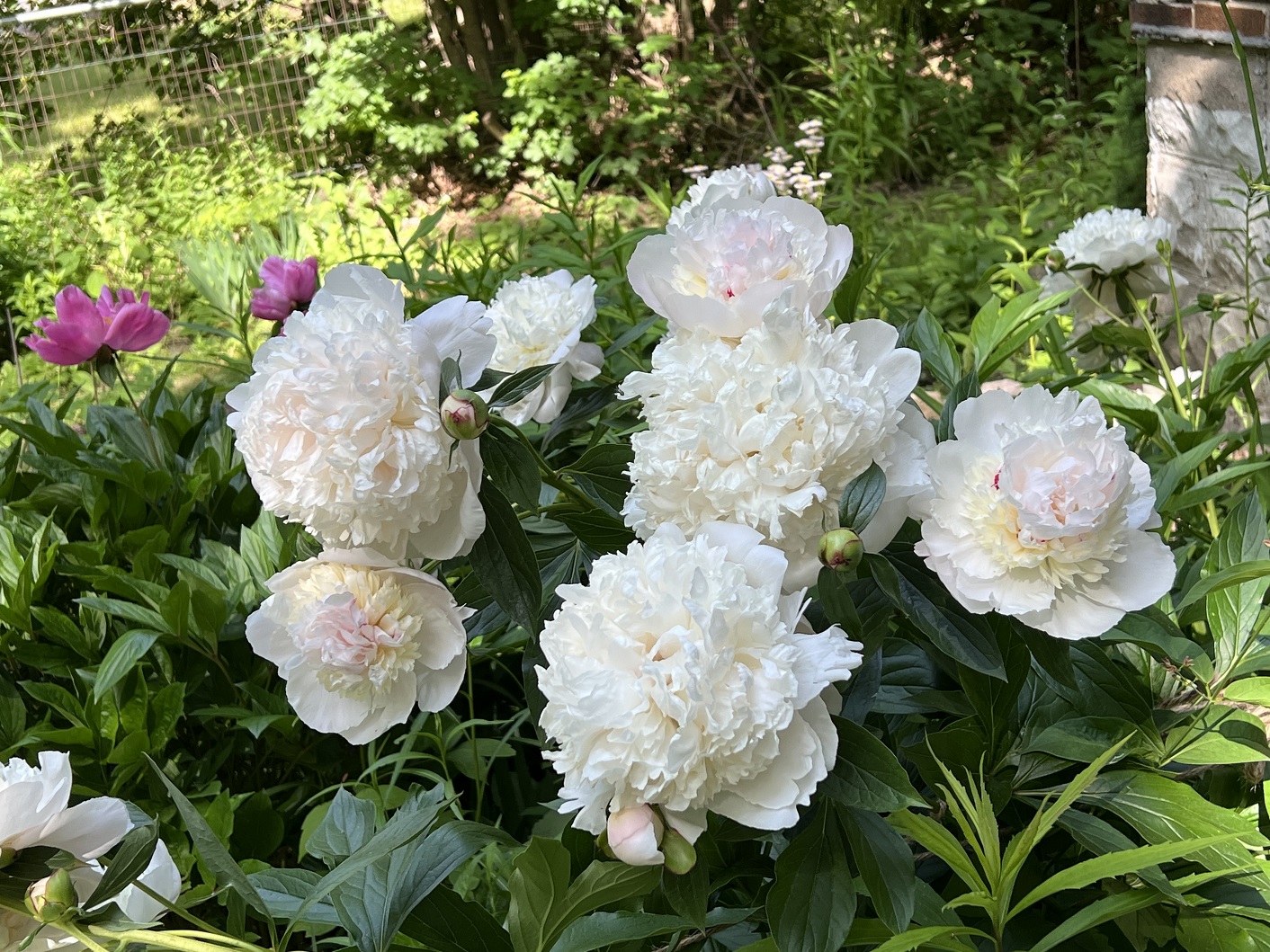 Peony clouds and potato pots