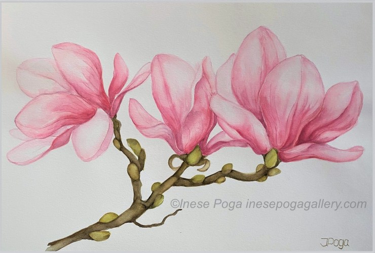 Pink magnolia blooms, watercolor paintings