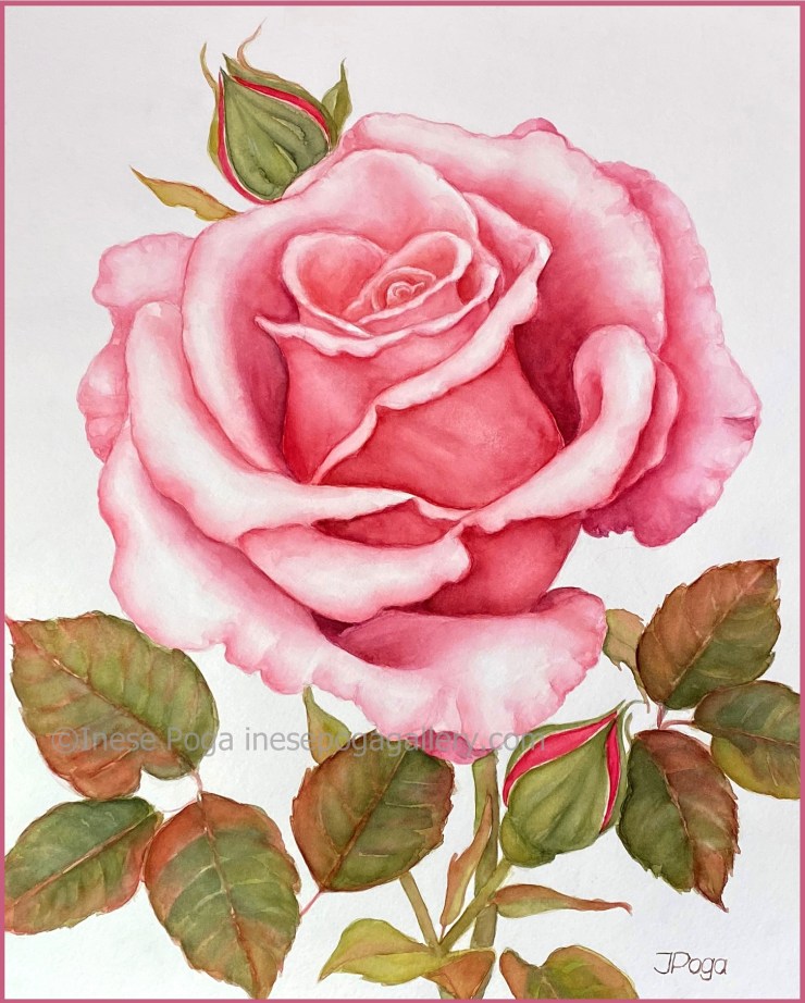 Watercolor, elegant rose painting for sale