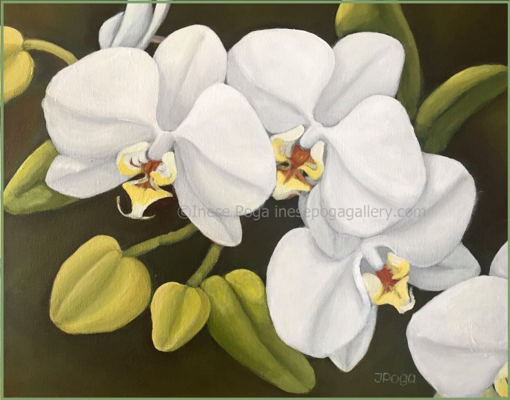 White orchids