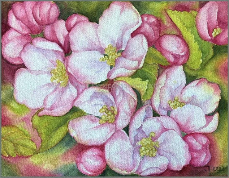 Apple blooms, watercolor painting
