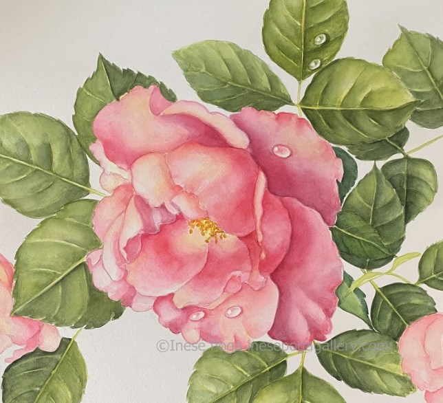 Rose with water drops, watercolor