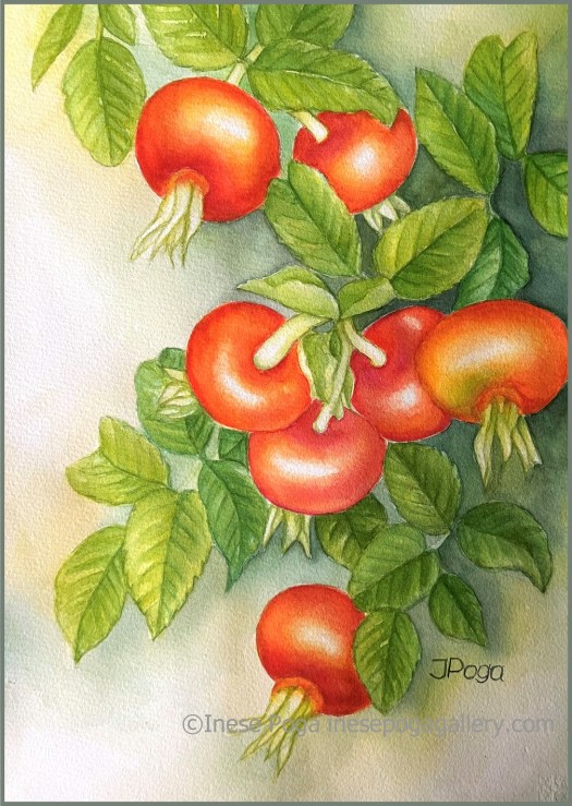 Rose hips, different red color