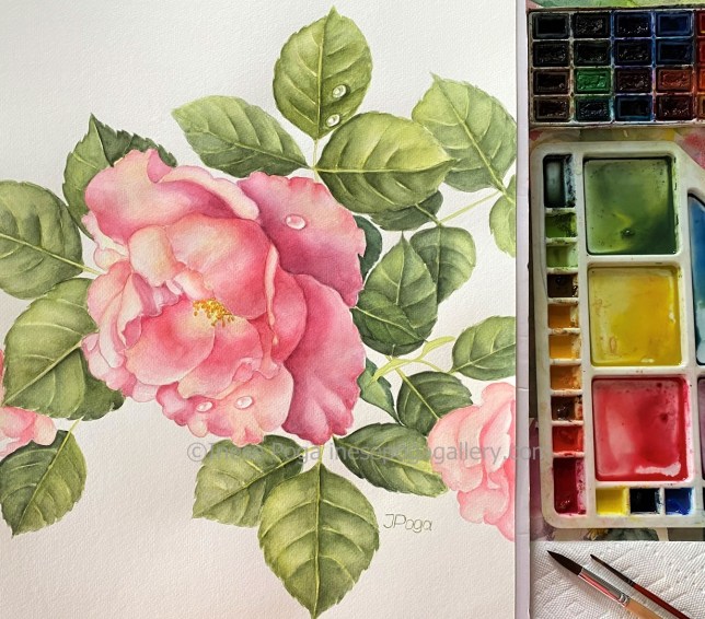 Watercolor, rose with water drops