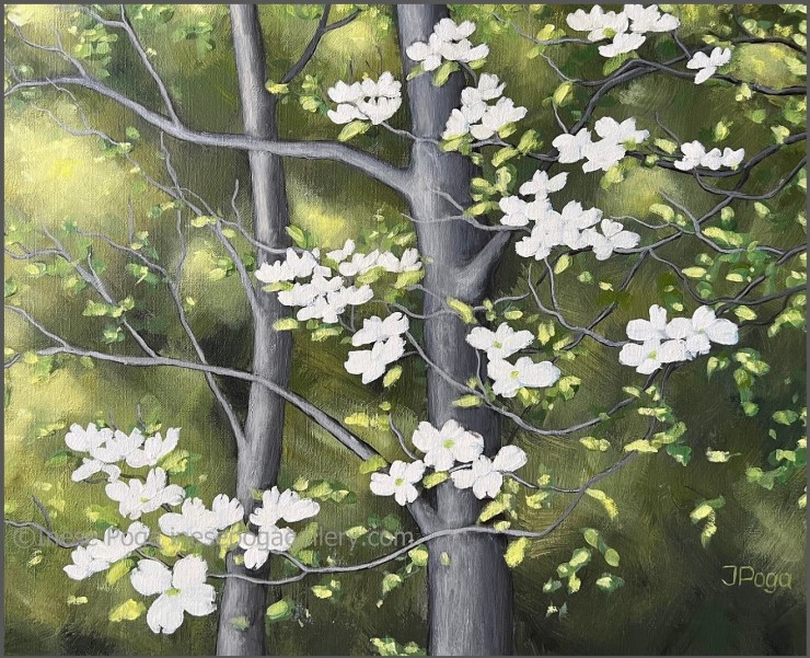 Blooming dogwood, spring landscape