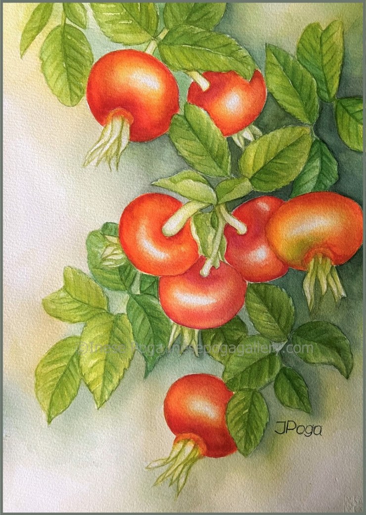 Watercolor painting, rose hips