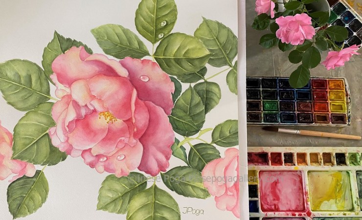 Painting rose in watercolor