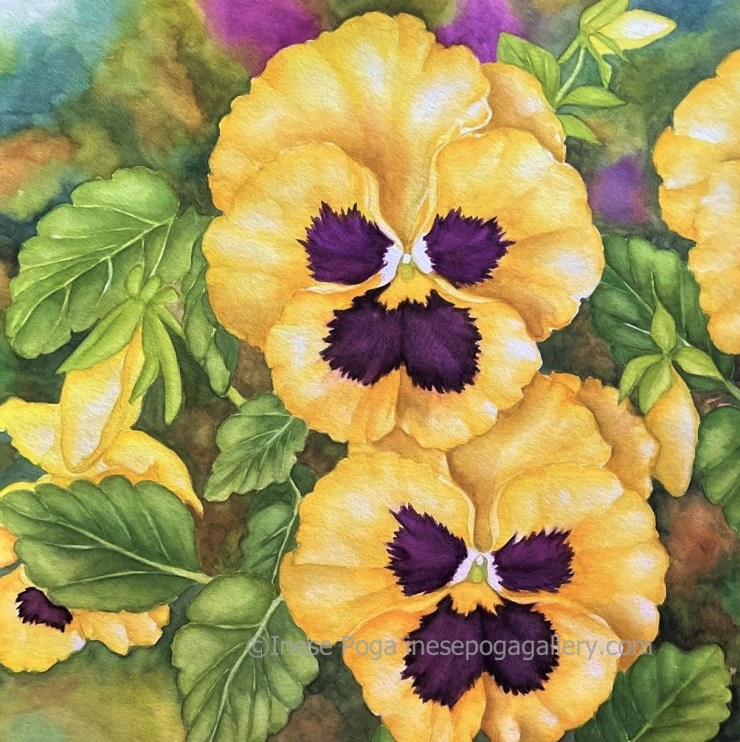 Yellow pansies, watercolor painting