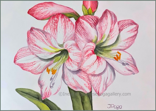 Pink amaryllis painting in watercolor