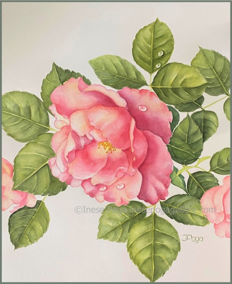 Rose with dew drops, floral watercolor