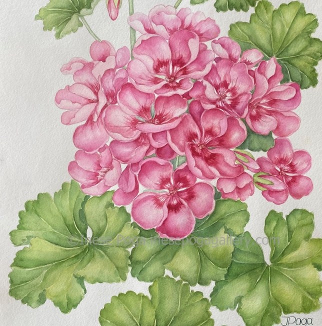 Pink geranium, floral watercolor painting