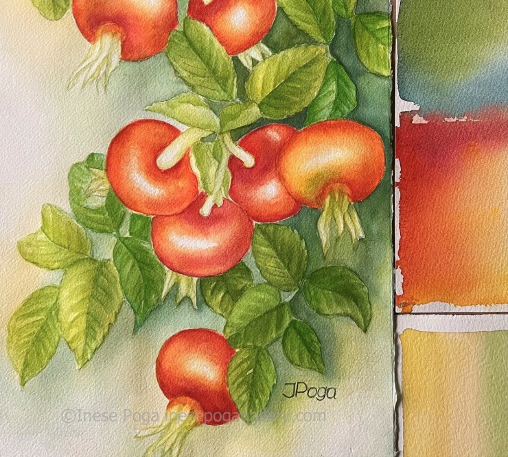 Watercolor painting of rose hips, I used these colors