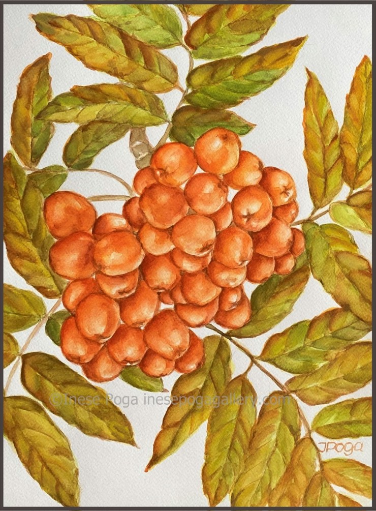 Watercolor still life, rowan berries, fall still life painting