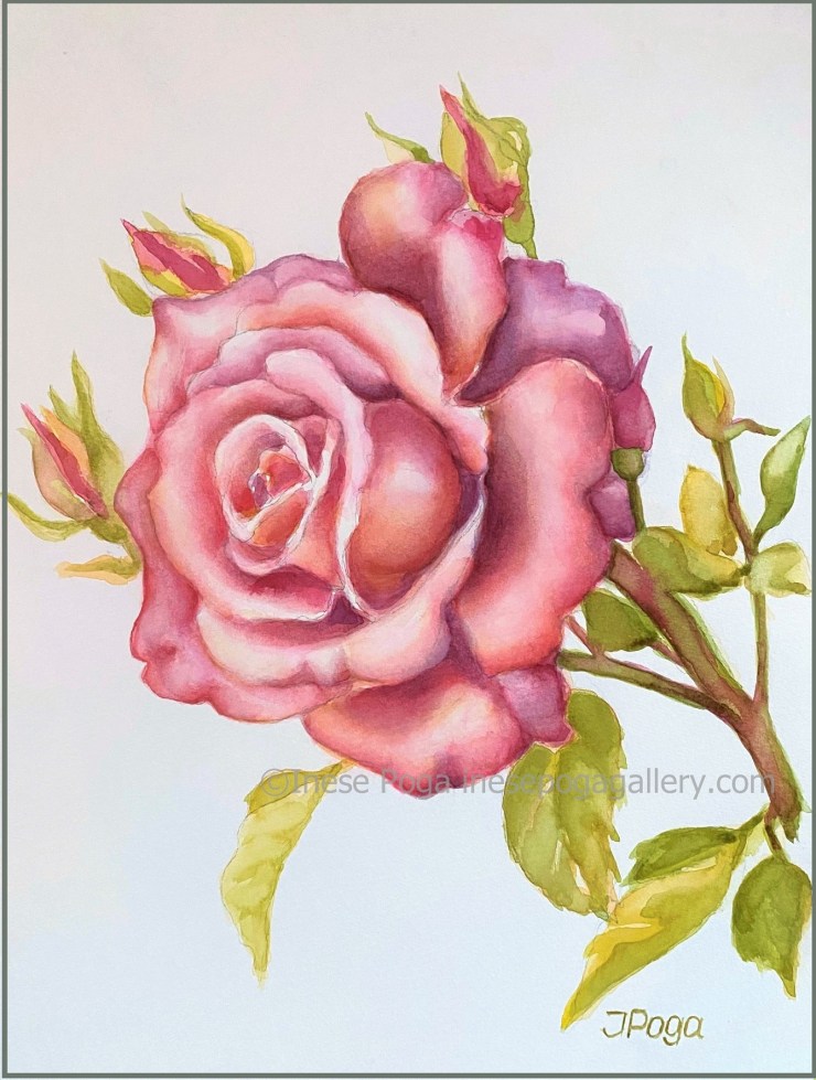 Pink rose, watercolor painting