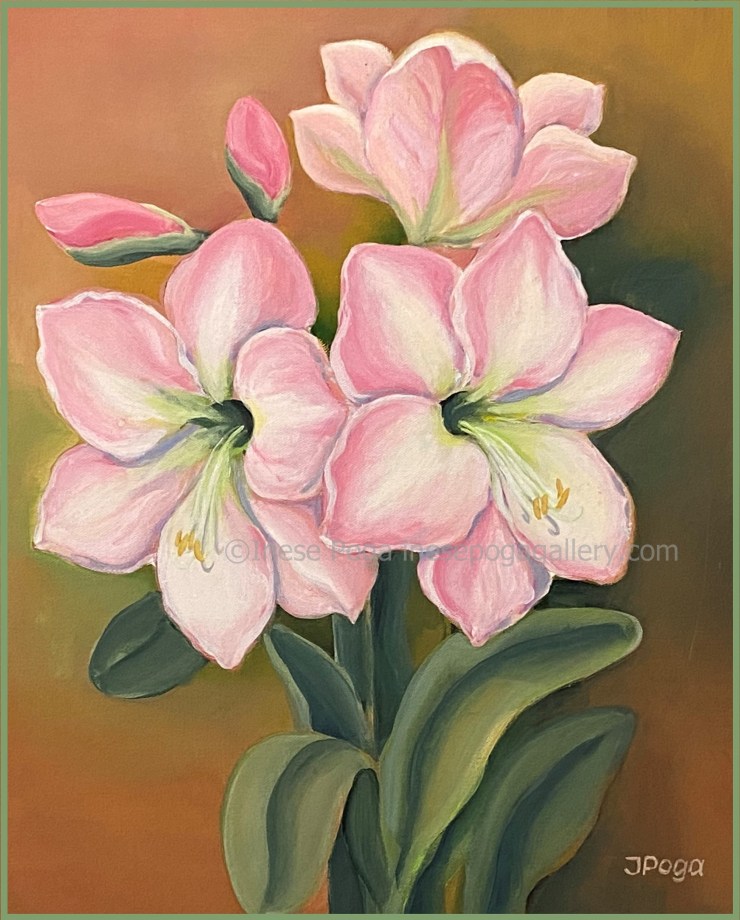 Winter amaryllis