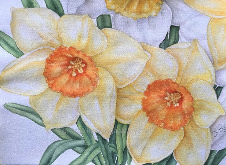 Daffodil painting, watercolor