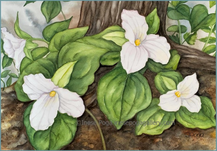 Trillium blooms, watercolor painting